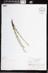 Equisetum variegatum subsp. variegatum image