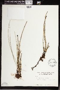 Equisetum variegatum image