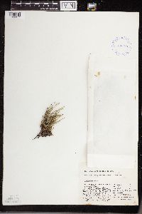 Equisetum variegatum image