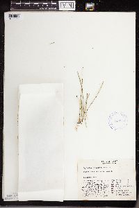 Equisetum variegatum image