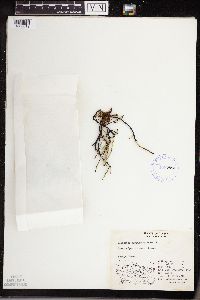 Equisetum variegatum image