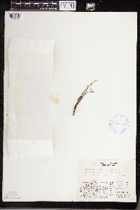Equisetum variegatum image