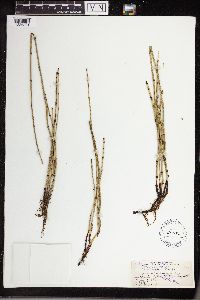 Equisetum variegatum image