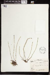 Equisetum variegatum image