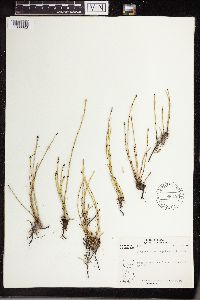 Equisetum variegatum image