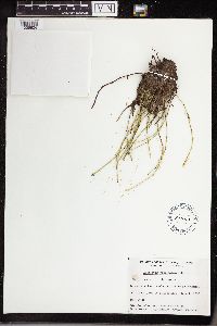 Equisetum variegatum image