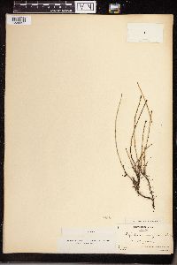 Equisetum variegatum image