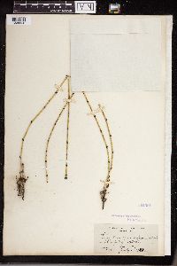 Equisetum variegatum image
