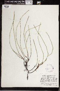 Equisetum variegatum image