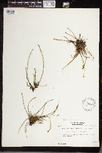 Equisetum variegatum image