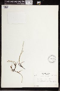 Equisetum variegatum image
