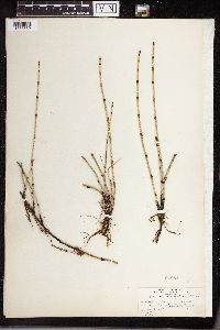 Equisetum variegatum image