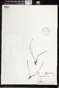 Equisetum variegatum image