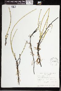 Equisetum variegatum image
