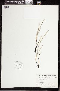 Equisetum variegatum image