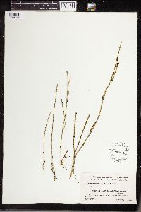 Equisetum variegatum image
