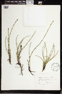 Equisetum variegatum image