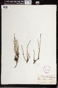 Equisetum variegatum image