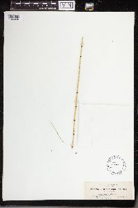 Equisetum variegatum image