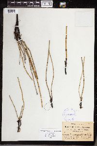 Equisetum variegatum image