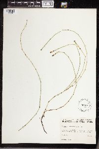 Equisetum variegatum image