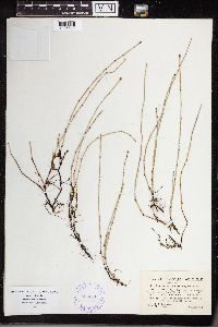 Equisetum variegatum image