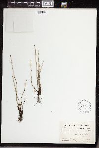 Equisetum variegatum image