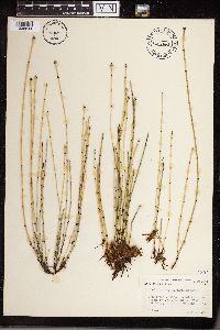 Equisetum variegatum image