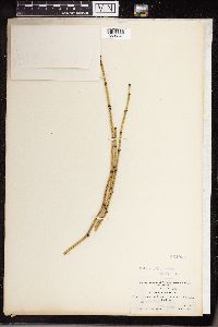 Equisetum variegatum image