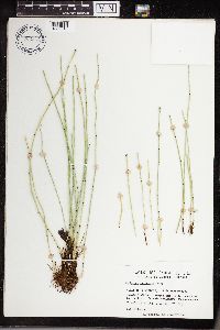 Equisetum variegatum image