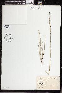 Equisetum variegatum image