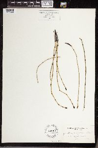 Equisetum variegatum image