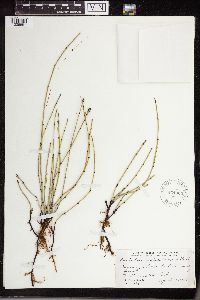 Equisetum variegatum image