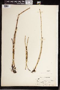 Equisetum variegatum image