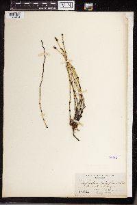 Equisetum variegatum image