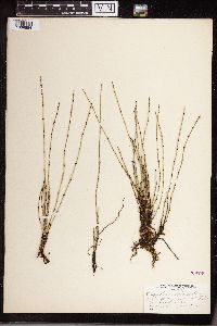 Equisetum variegatum image