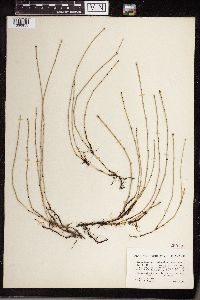 Equisetum variegatum image