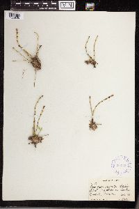 Equisetum variegatum image