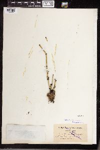 Equisetum variegatum image