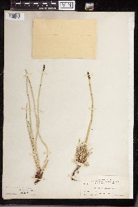 Equisetum variegatum image