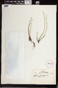 Equisetum variegatum image
