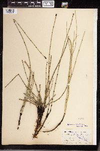 Equisetum variegatum image