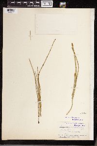 Equisetum variegatum image