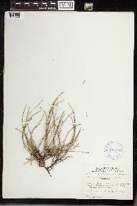 Equisetum variegatum image