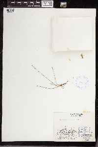 Equisetum variegatum image