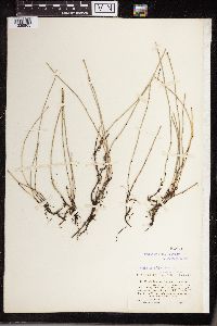 Equisetum variegatum image