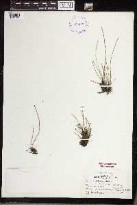 Equisetum variegatum image