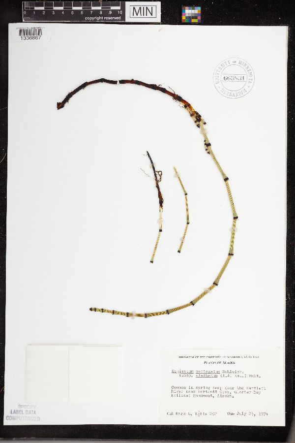 Equisetum variegatum subsp. alaskanum image