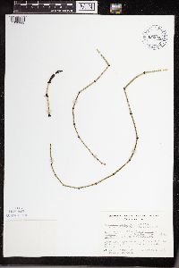 Equisetum variegatum subsp. alaskanum image