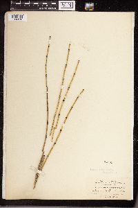 Equisetum variegatum subsp. alaskanum image